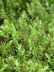 Aulacomnium palustre