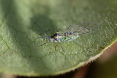 Euceraphis