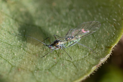 Euceraphis
