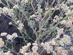 Pseudognaphalium californicum