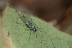 Euceraphis