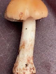 Amanita amerirubescens
