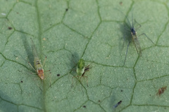 Euceraphis