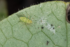 Euceraphis
