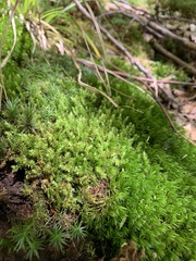 Aulacomnium palustre