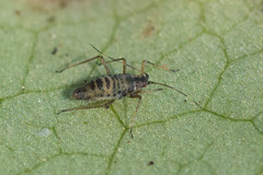 Euceraphis