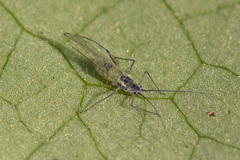 Euceraphis