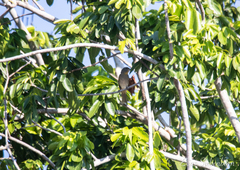 Piranga roseogularis