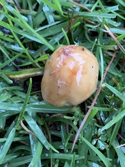 Amanita amerirubescens