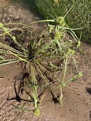 Cyperus michelianus