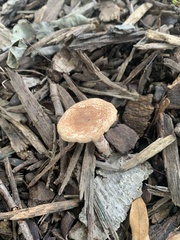 Pholiota spumosa