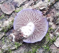 Cortinarius iodes
