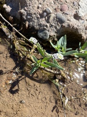 Heliotropium curassavicum