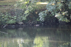 Anas platyrhynchos