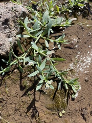 Heliotropium curassavicum