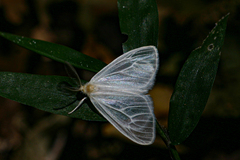 Marblepsis melanocraspis