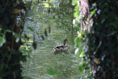 Anas platyrhynchos