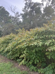 Reynoutria sachalinensis