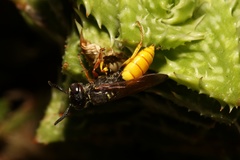 Philanthus triangulum diadema