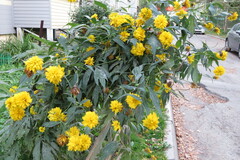 Rudbeckia laciniata heterophylla