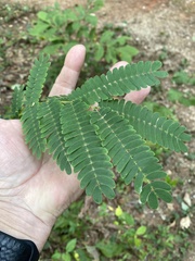 Albizia julibrissin
