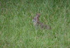 Sylvilagus aquaticus