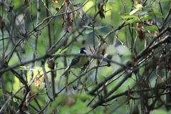 Parus major