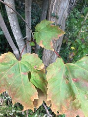 Acer rubrum