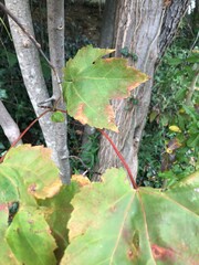 Acer rubrum
