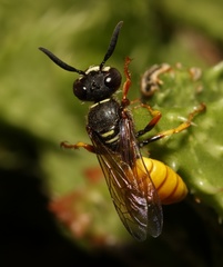 Philanthus triangulum diadema