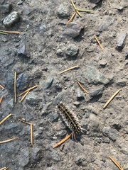 Lophocampa roseata