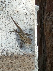 Sceloporus graciosus vandenburgianus