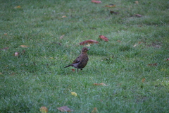 Turdus merula