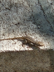 Sceloporus graciosus vandenburgianus