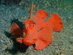 Rhinopias eschmeyeri