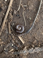 Cylindroiulus caeruleocinctus