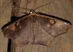 Paragonia cruraria