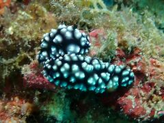 Phyllidiella pustulosa