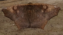 Paragonia cruraria