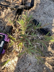 Dichanthelium acuminatum