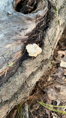 Ductifera pululahuana