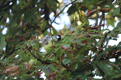 Parus major