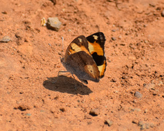 Junonia hierta cebrene