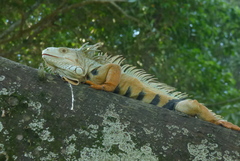 Iguana iguana