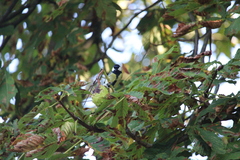 Parus major