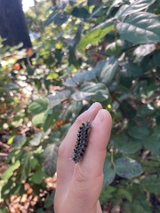 Lophocampa roseata