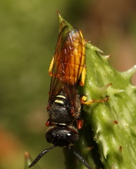 Philanthus triangulum diadema