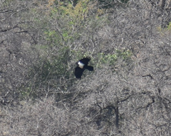 Corvus albus
