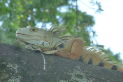 Iguana iguana