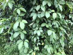 Neoalsomitra clavigera